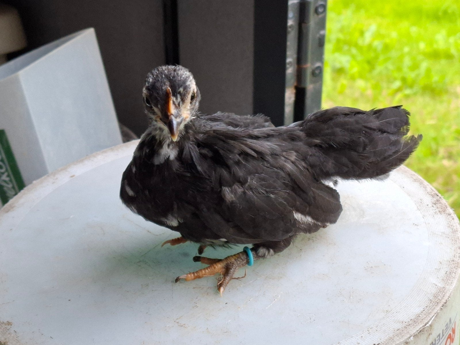 6 Serama kuikens,  leeftijd tussen de 8 en 12 wkn, Dieren en Toebehoren, Pluimvee, Vrouwelijk, Kip
