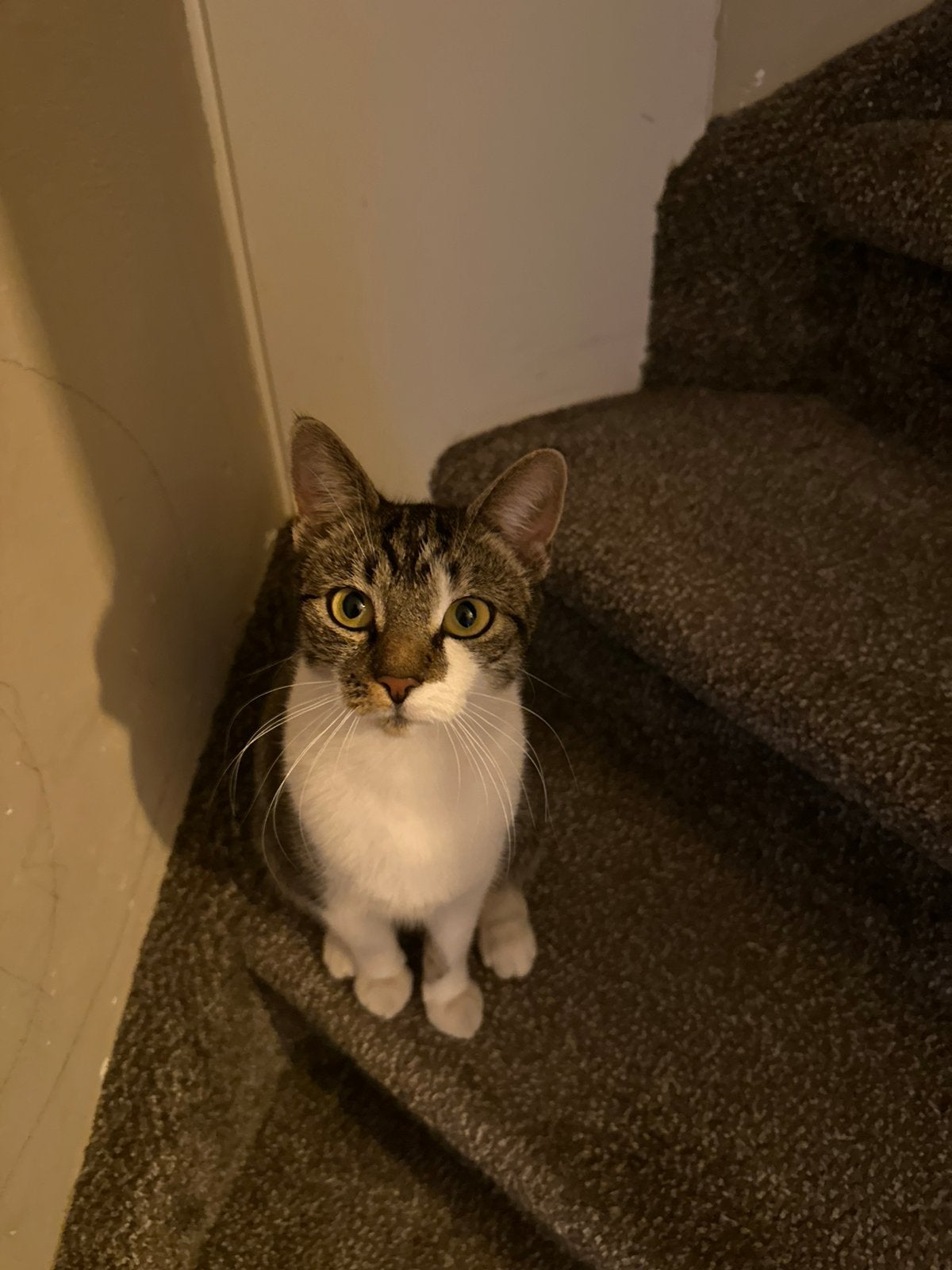Lieve poes opzoek naar nieuw baasje, Dieren en Toebehoren, Poes, Gechipt, 0 tot 2 jaar