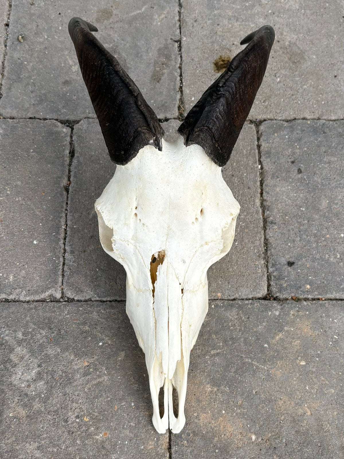 Himalaya tahr geit schedel / horens ( Nieuw - Zeeland ), Ophalen, Wild dier, Schedel