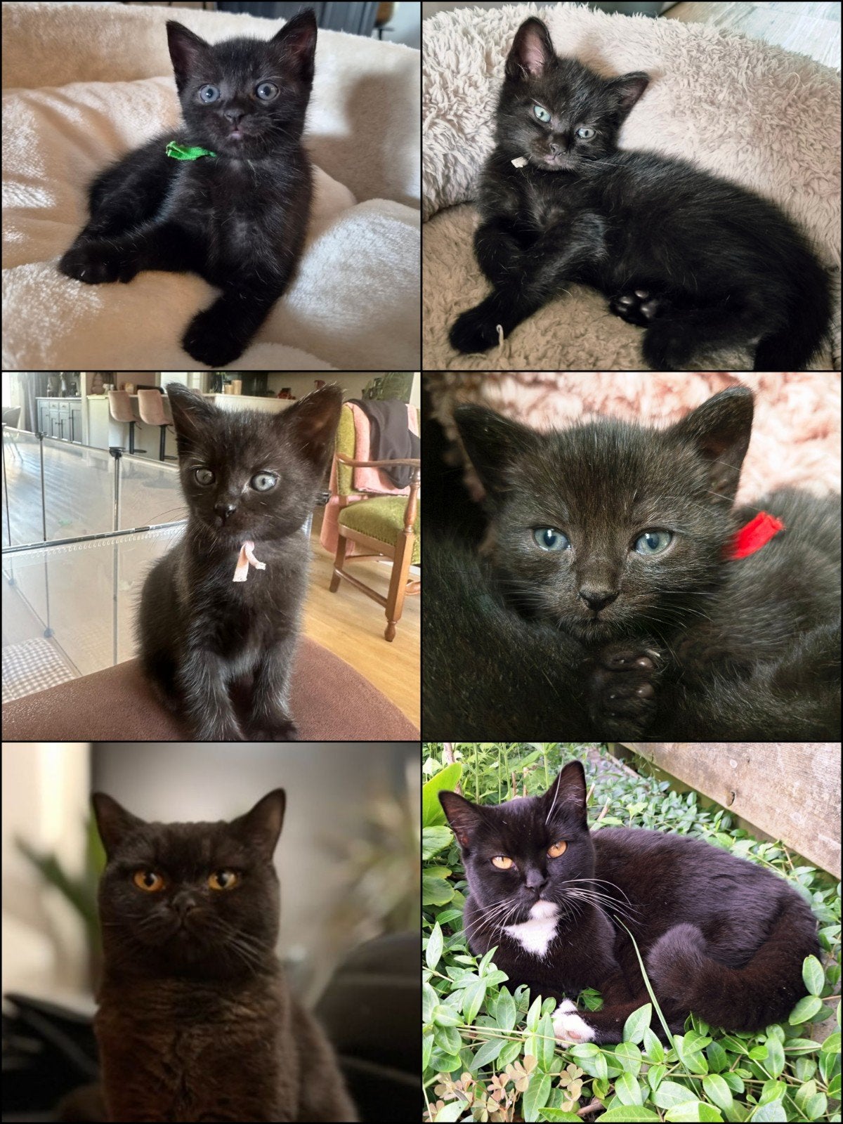 Prachtige Kittens Britse Korthaar (kruising), Dieren en Toebehoren, Meerdere dieren