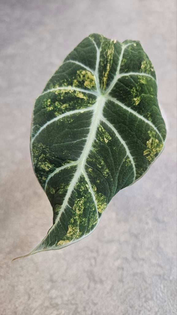 Alocasia Black Velvet Aurea/Gold, Huis en Inrichting, Kamerplanten, Minder dan 100 cm, Halfschaduw, Ophalen of Verzenden