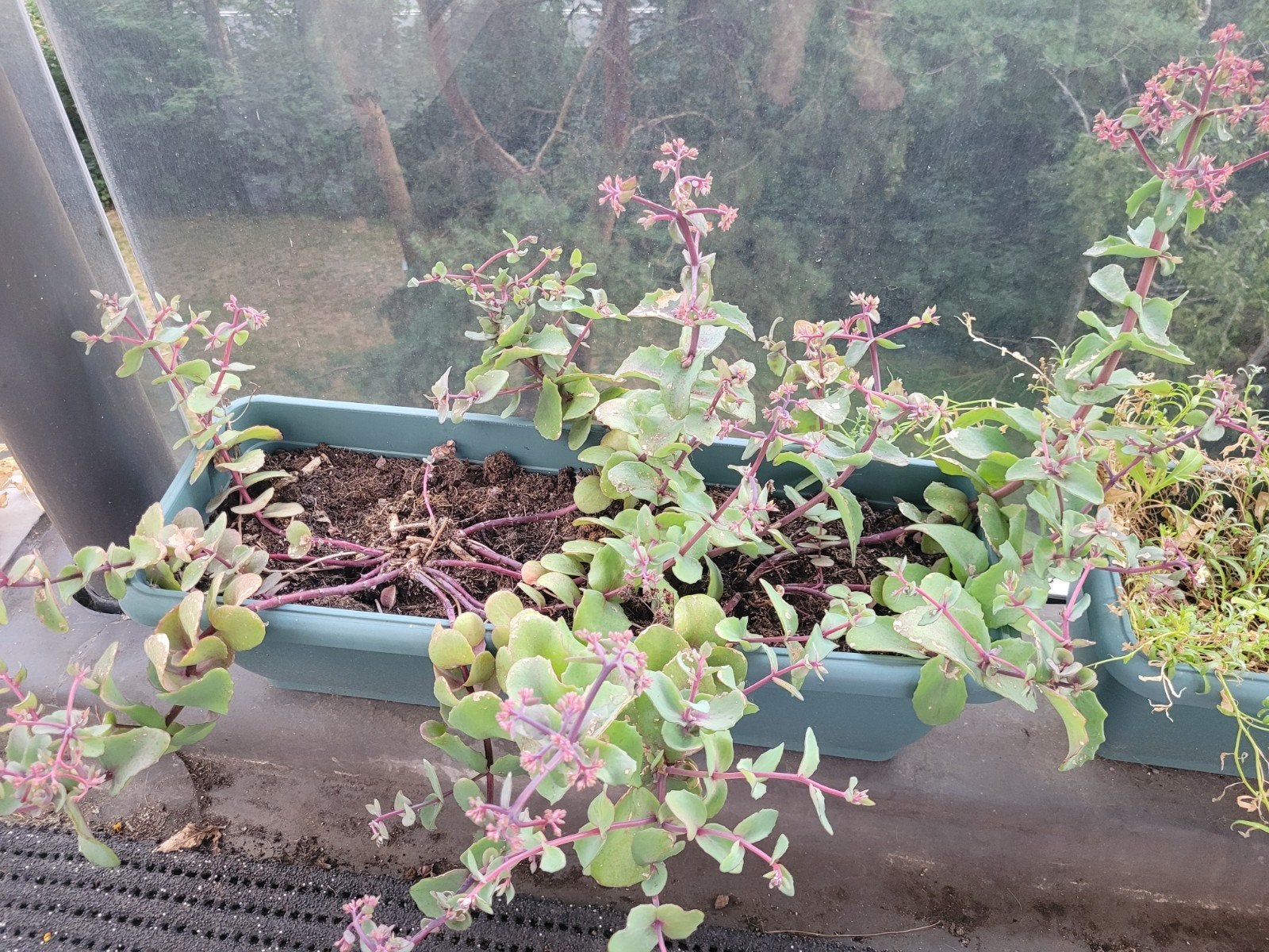 Kalanchoë plant in plantenbak, Ophalen, Kunststof, Gebruikt, Minder dan 30 cm