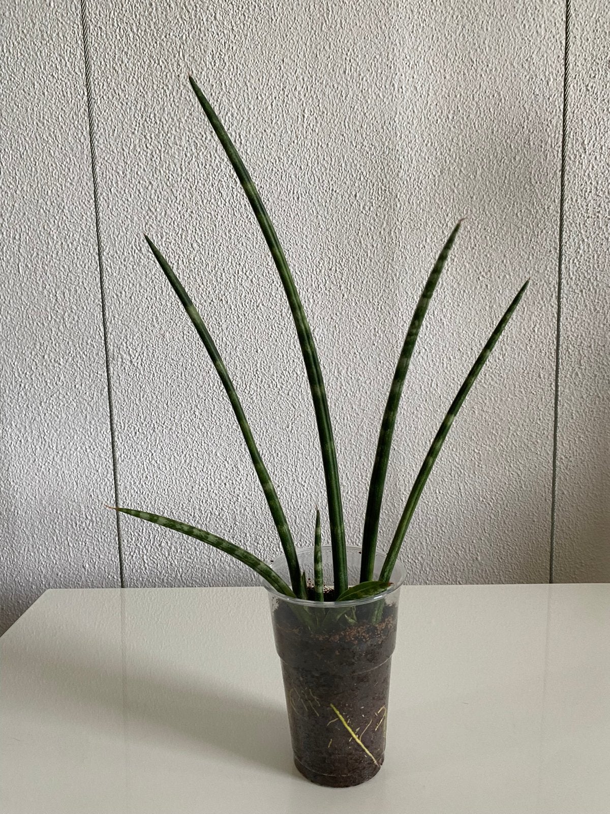 Sanseveria Cylindrica H35cm. Foto #2- Moederplant., Groene kamerplant, Ophalen of Verzenden, In pot, Minder dan 100 cm