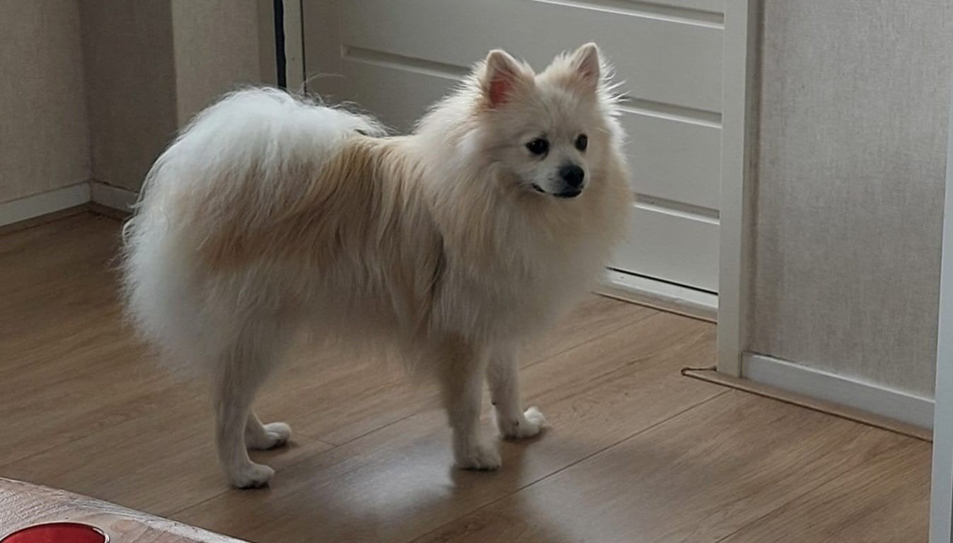 Coco 2.5 jaar zoekt nw thuis, witte keeshond, Parvo, Keeshond, Reu, 1 tot 2 jaar