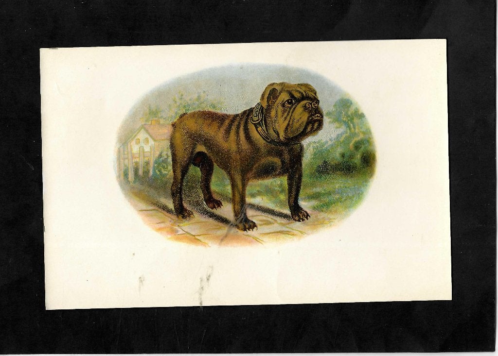 zonder naam   etiket   hond, Ophalen of Verzenden, Gebruikt, Sigarenbandjes