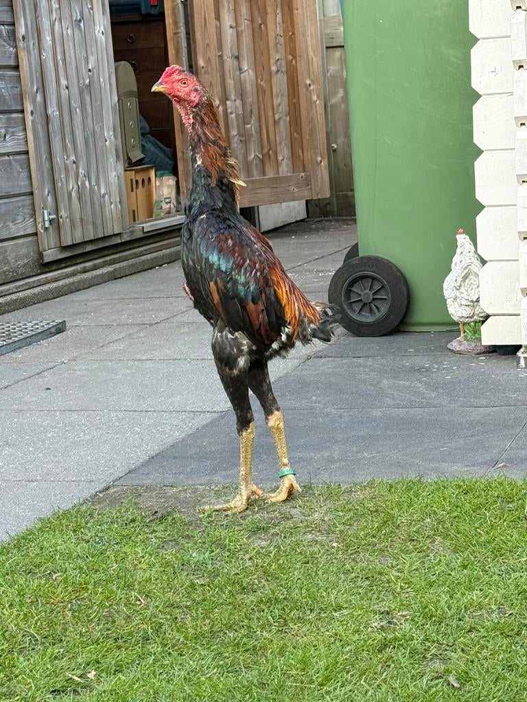 Shamo Hint Brasil, Dieren en Toebehoren, Mannelijk, Kip