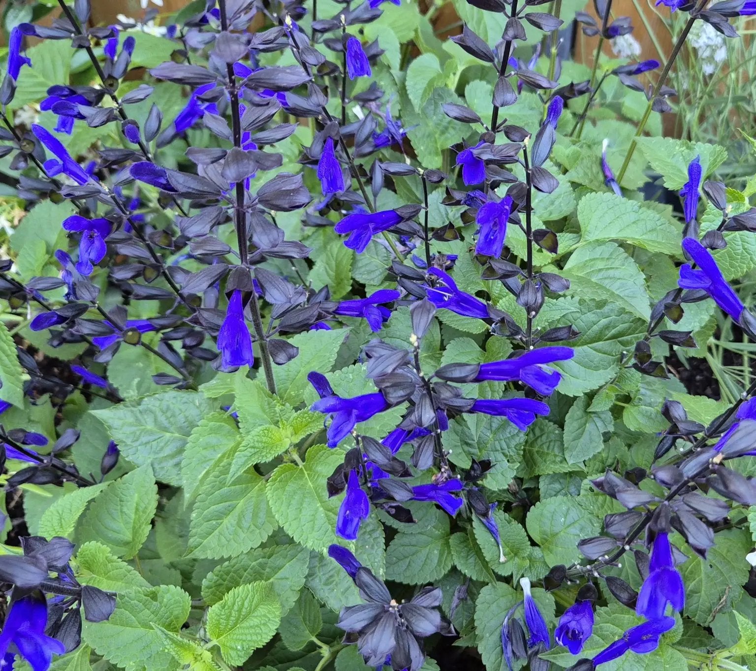Salvia blauw, rood, paars, roze, hotlips, Tuin en Terras, Volle zon, Vaste plant, Zomer, Ophalen