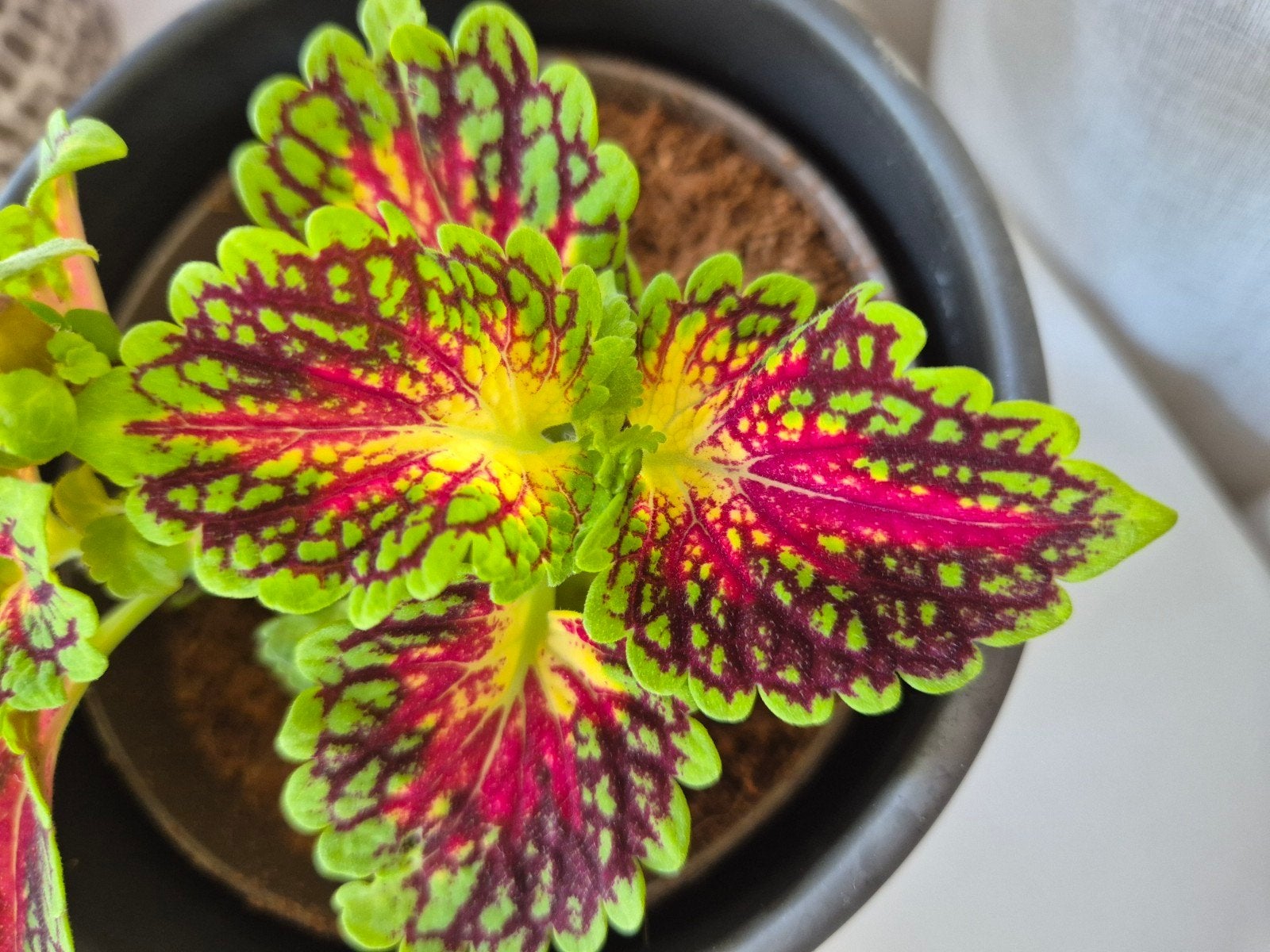 Siernetel coleus stekjes, Ophalen of Verzenden, Halfschaduw, Minder dan 100 cm