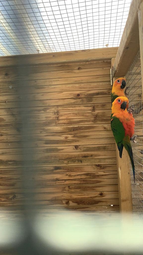 Jong koppel, Jendayaparkiet”Zonparkiet”, Dieren en Toebehoren, Vogels | Parkieten en Papegaaien, Meerdere dieren, Parkiet