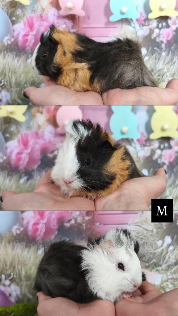 Raszuivere peruvian beren met ID boekje, gekeurd v. verkoop, Dieren en Toebehoren, Knaagdieren, Cavia, Februari, Mannelijk, Tam
