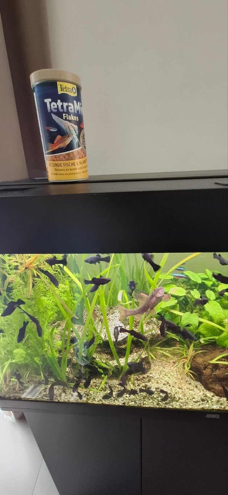 Te Koop Black Mollies., Ophalen of Verzenden, Overige typen