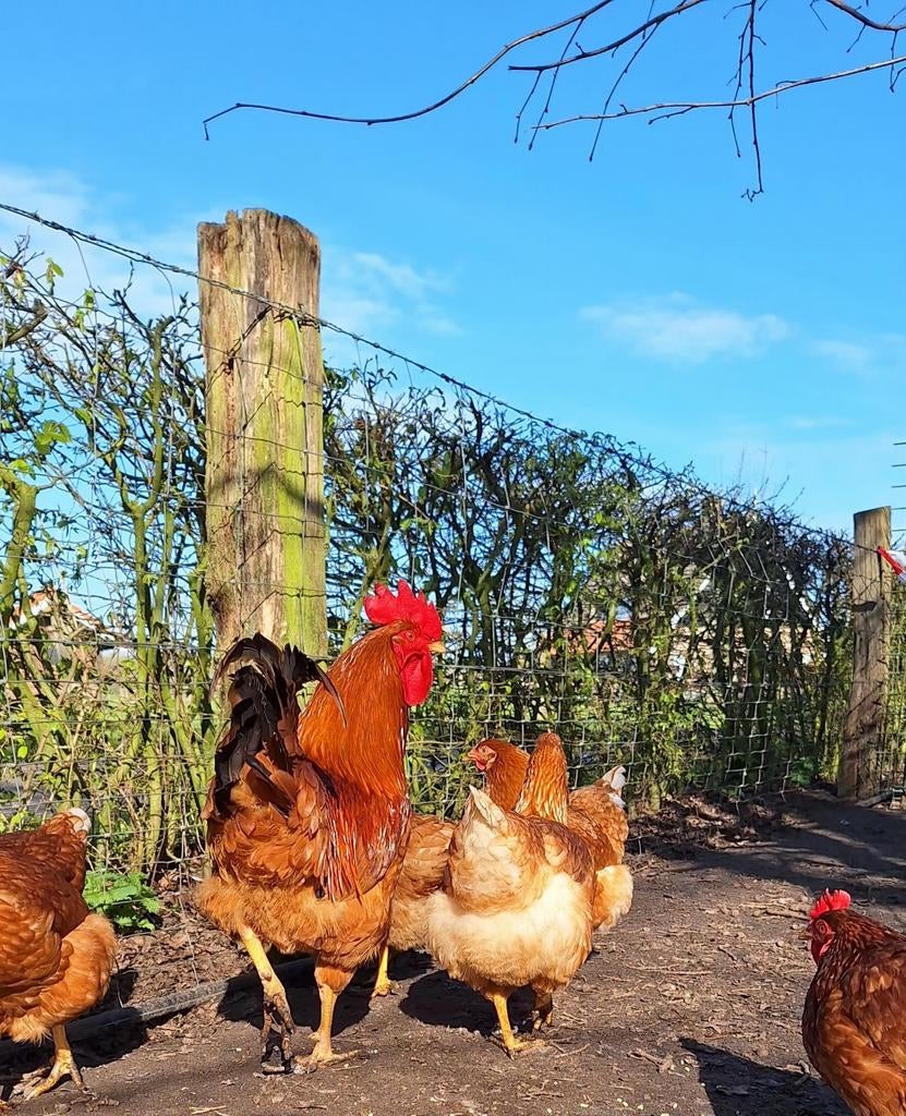 Broedeieren  van legkippen, Dieren en Toebehoren, Pluimvee, Geslacht onbekend, Kip