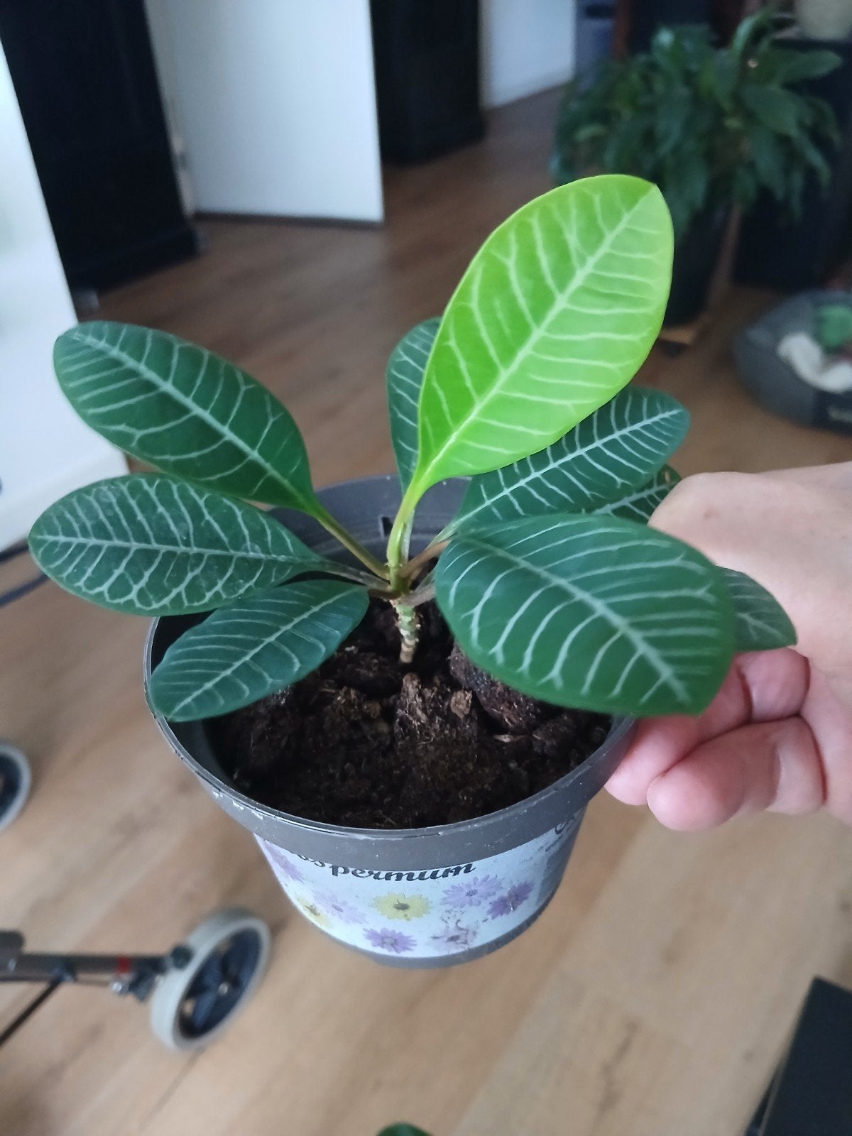 Euphorbia leuconeura - Madagascar Jewel - Bommenwerper, Ophalen