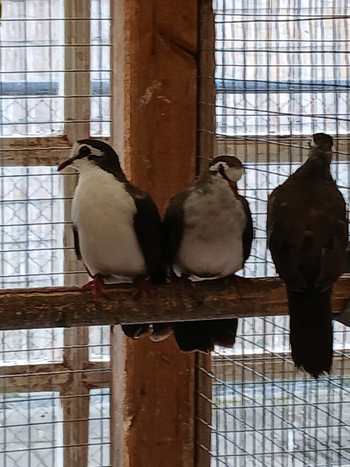 Te koop een koppel tamboerijn duifjes, Dieren en Toebehoren, Meerdere dieren, Overige soorten