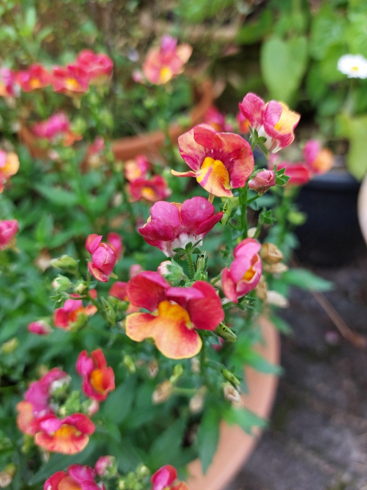 zaden Nemesia, Verzenden, Voorjaar, Halfschaduw, Zaad