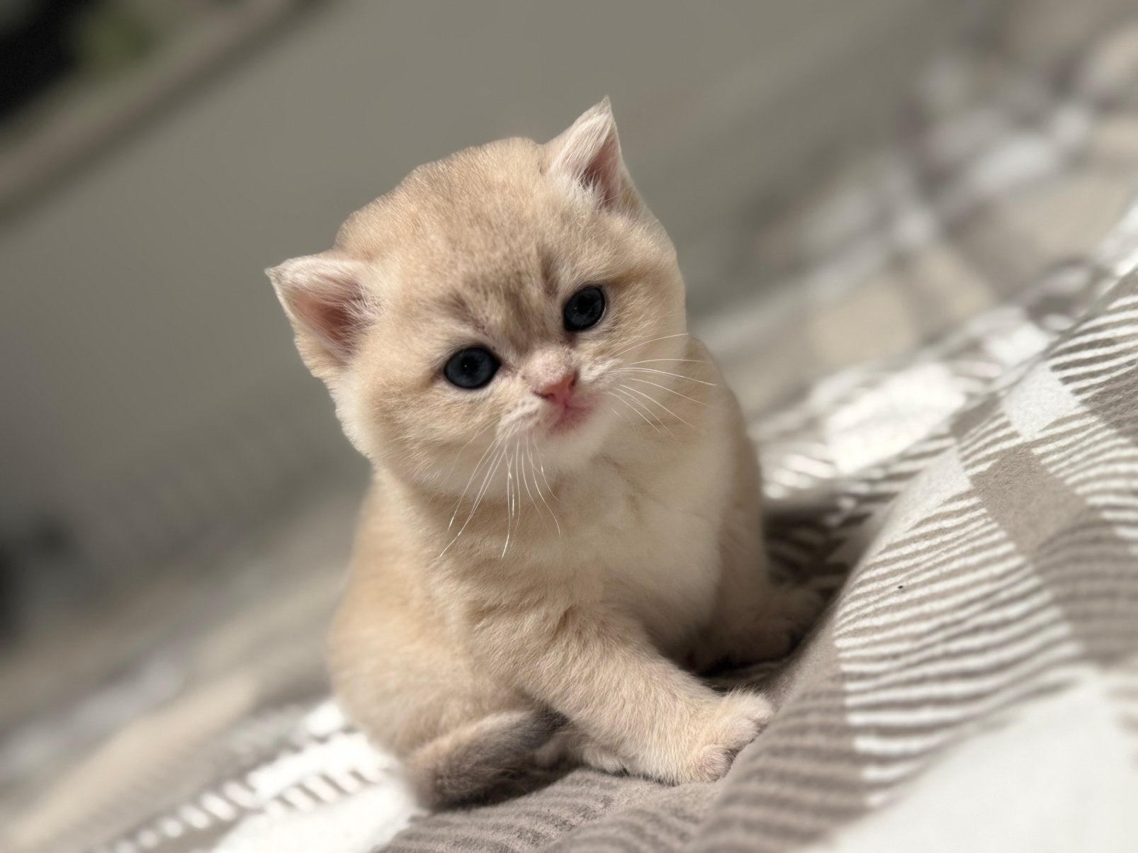 Lieve kitten te koop-poes
