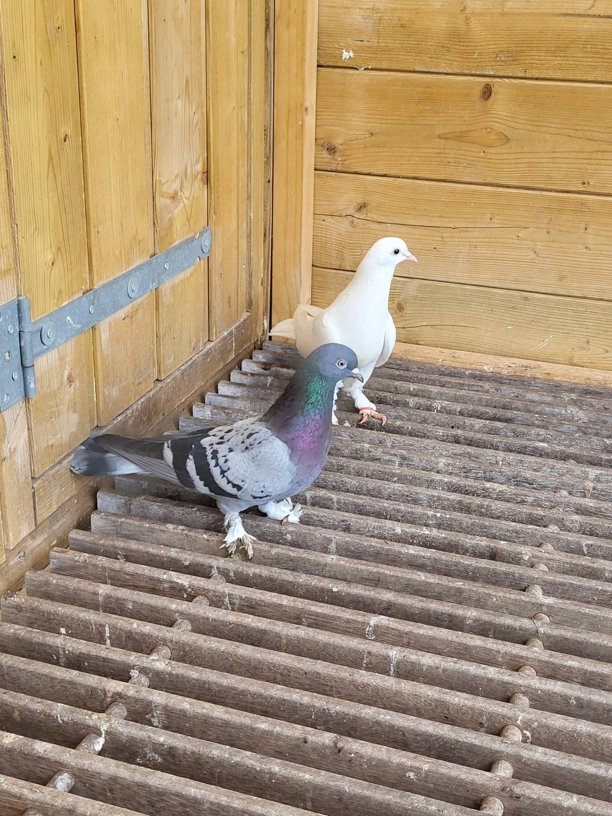 Takla duiven te koop, Dieren en Toebehoren, Meerdere dieren, Overige soorten