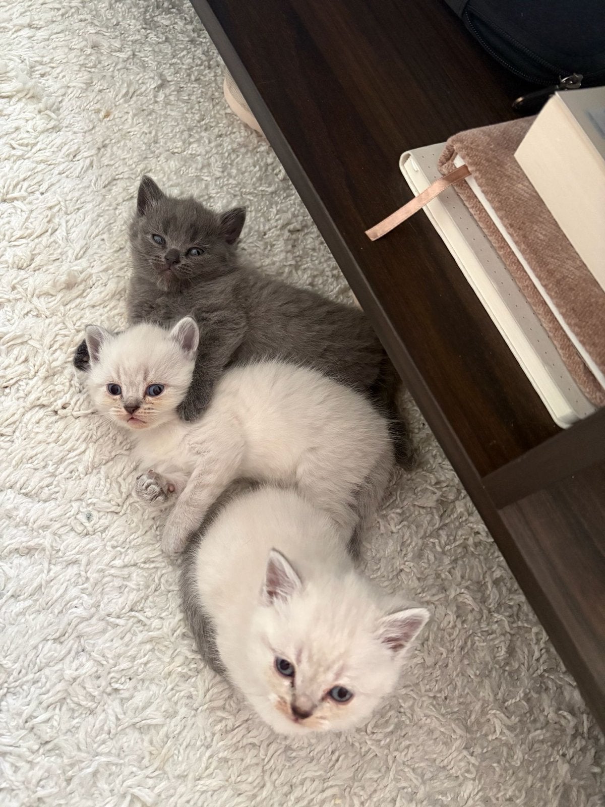 Briste korthaar kittens, Meerdere dieren
