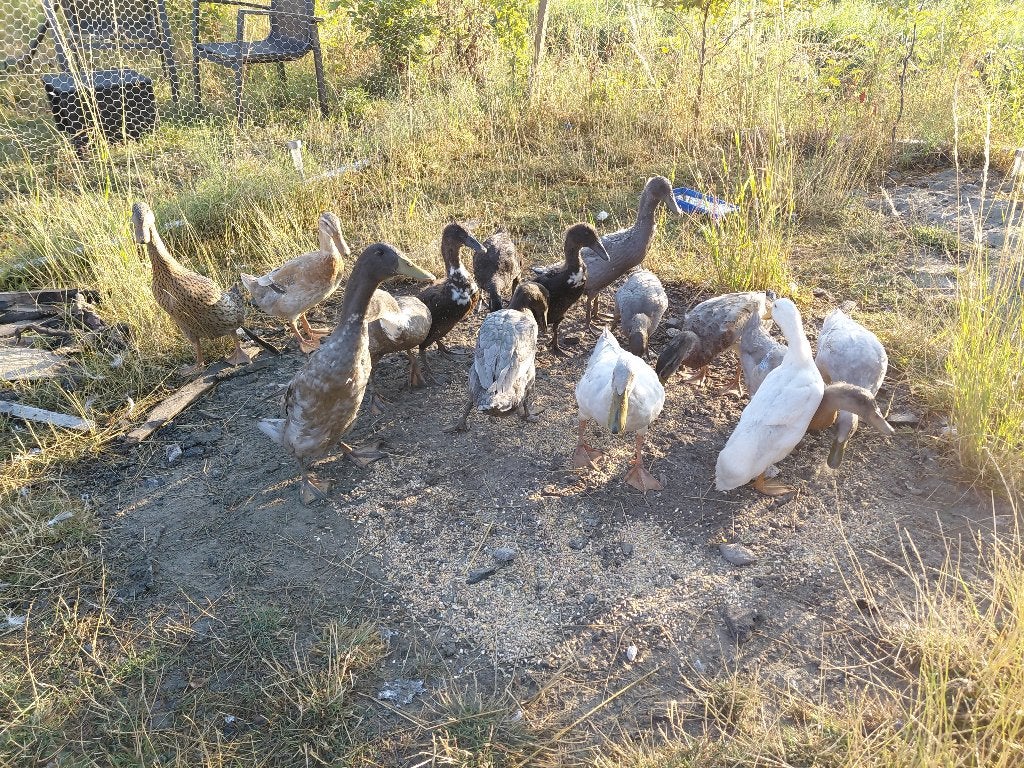 Nog 7 jonge loopeendjes af te halen, Dieren en Toebehoren, Pluimvee, Meerdere dieren, Eend
