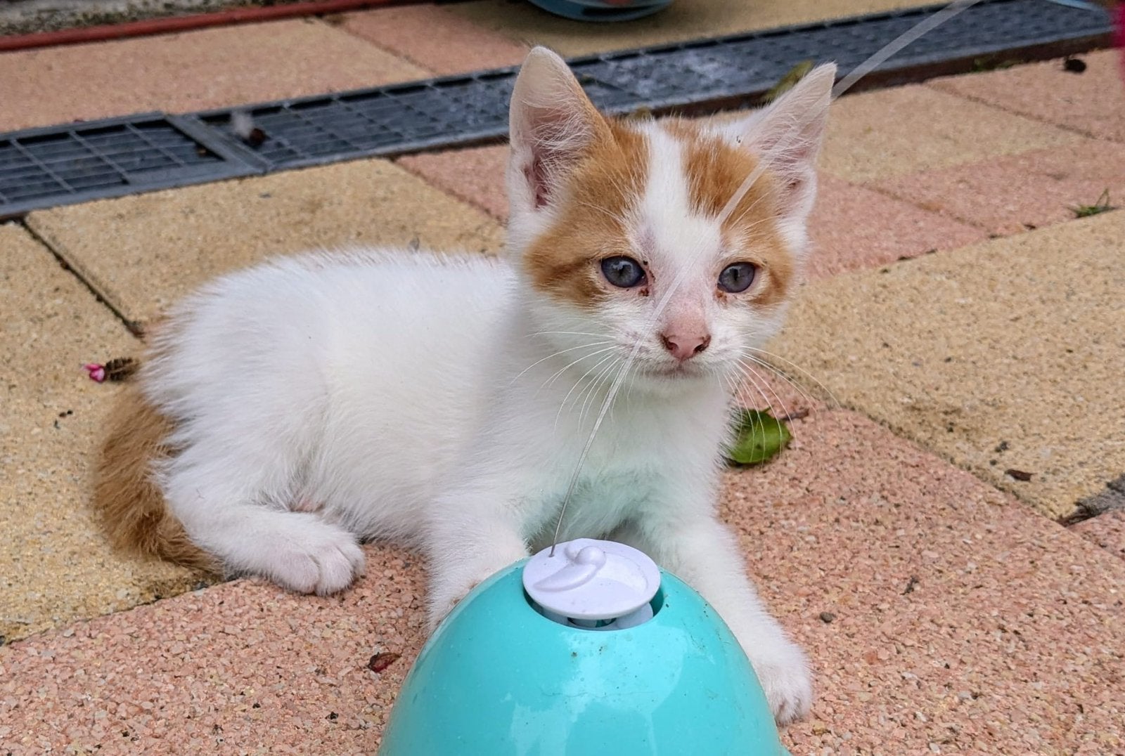 Boerderij kittens, Meerdere dieren, Kortharig, 0 tot 2 jaar