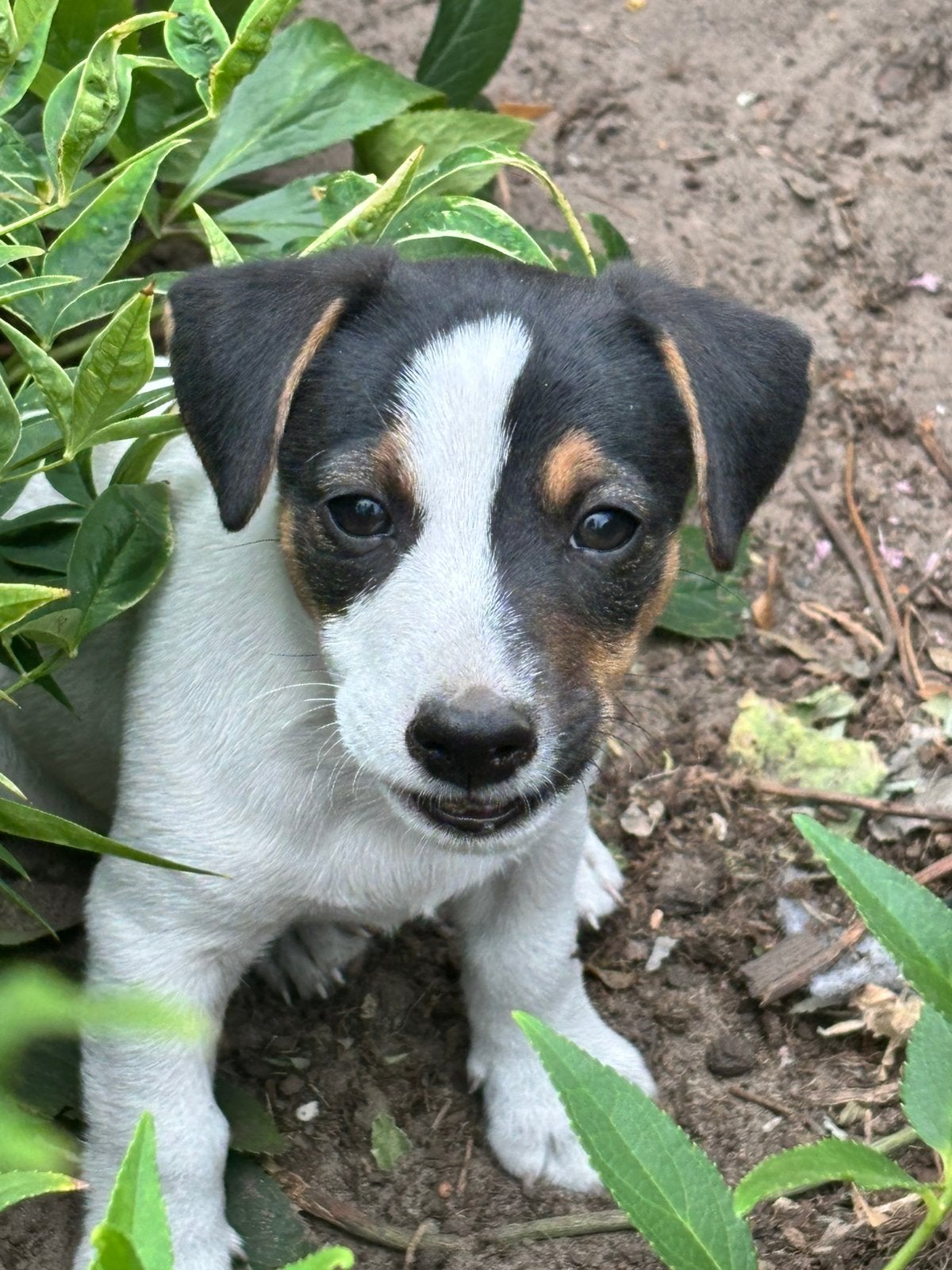 5 lieve jack russell pups, Dieren en Toebehoren, Honden | Jack Russells en Terriërs, Parvo, Jack Russell Terriër, 8 tot 15 weken