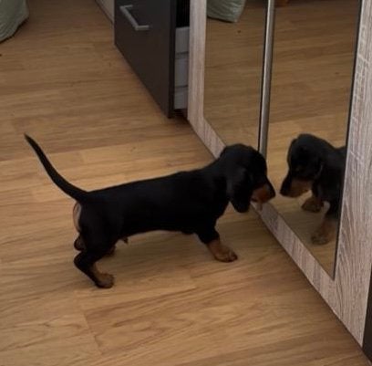 Nog 1  black and tan dwerg teckel reutje te koop dwergteckel, Parvo, 8 tot 15 weken, Korthaar, Dwerg