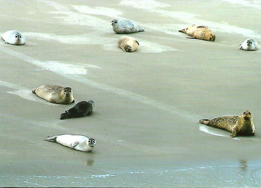 Zeehonden., Verzenden, 1980 tot heden, Gelopen, Wild dier