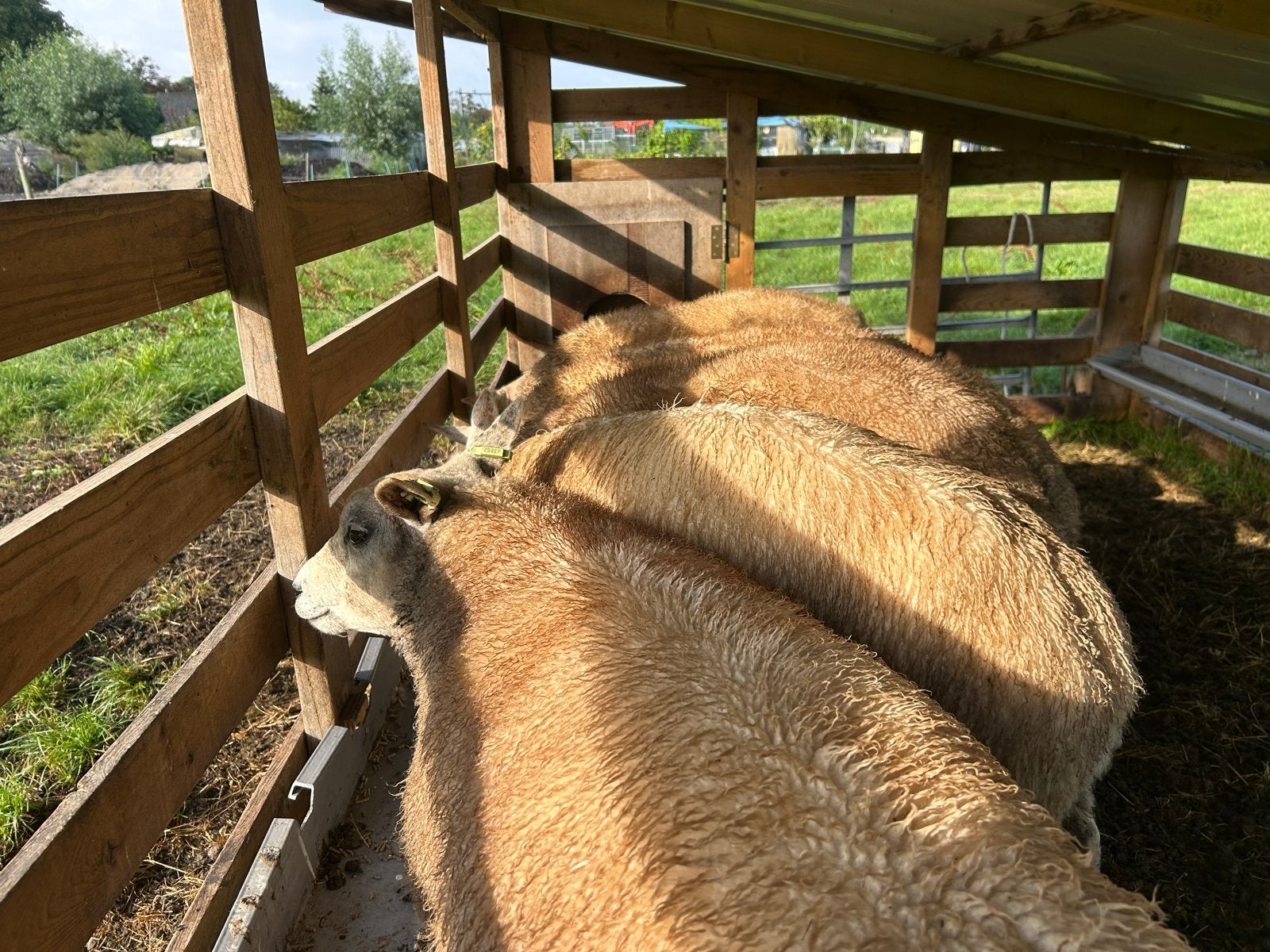 Dekrammen, Dieren en Toebehoren, Schapen, Geiten en Varkens