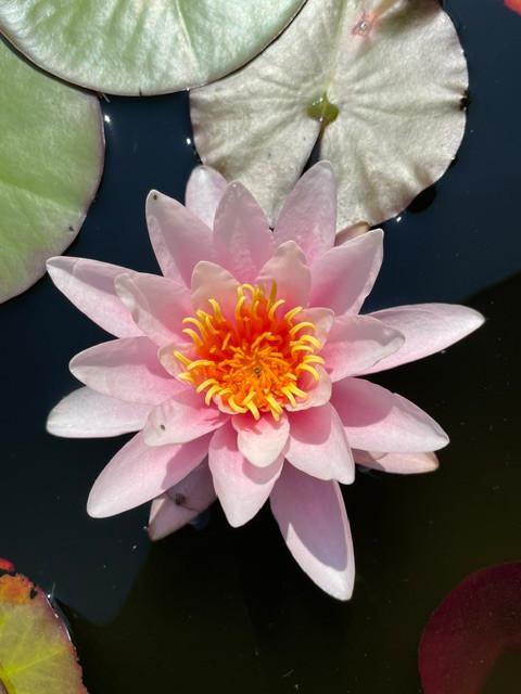 prachtige rose waterlelie, Tuin en Terras, Vijvers, Ophalen of Verzenden, Zo goed als nieuw
