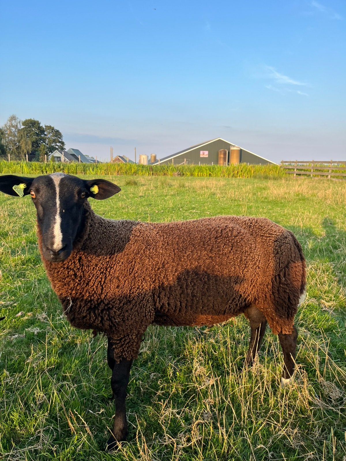 Zwartbles Stamboek Ramlam, Dieren en Toebehoren, Schapen, Geiten en Varkens, Mannelijk, Schaap, 0 tot 2 jaar