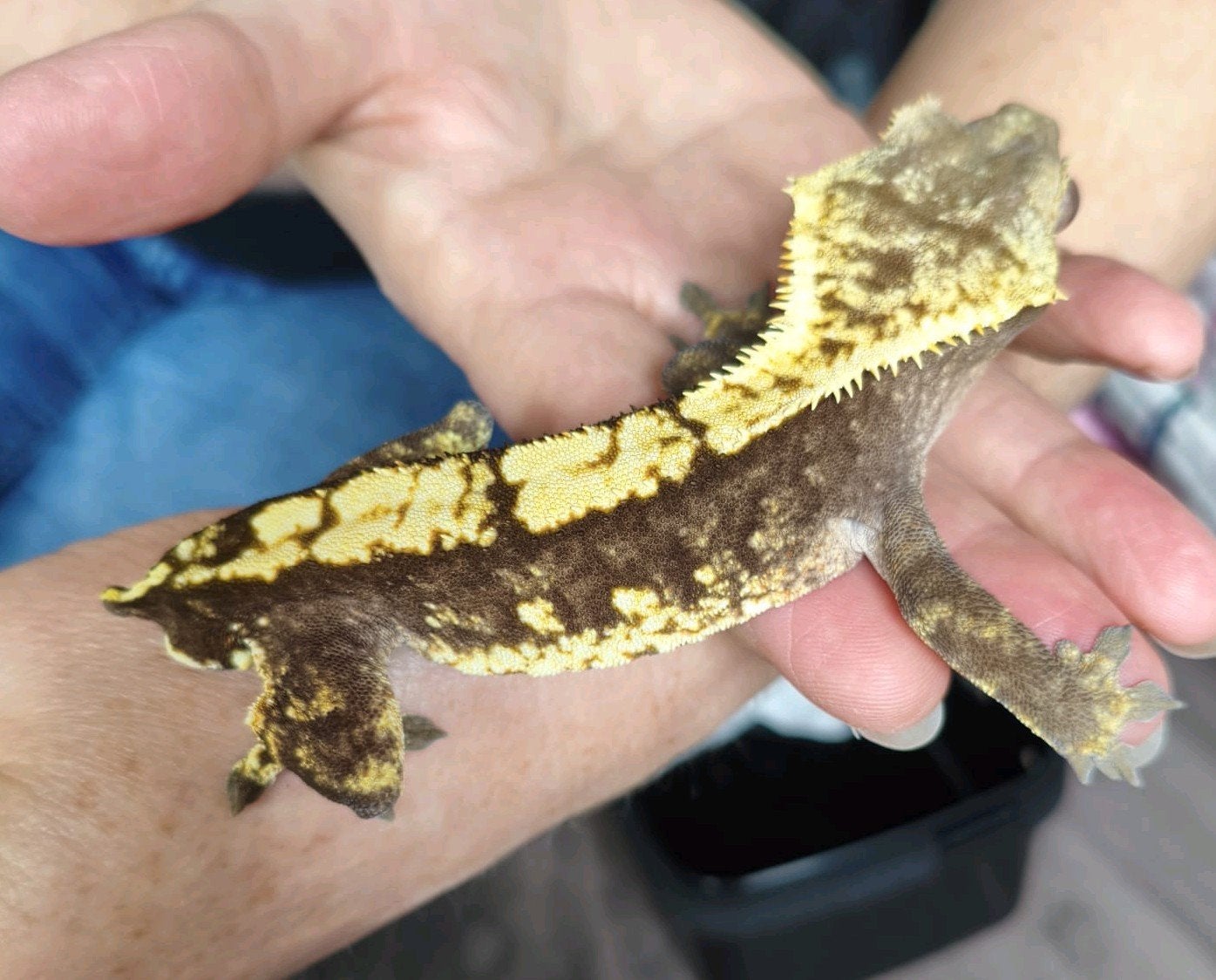 Wimpergekko man 100% het Axanthic Crested Gecko photo 2