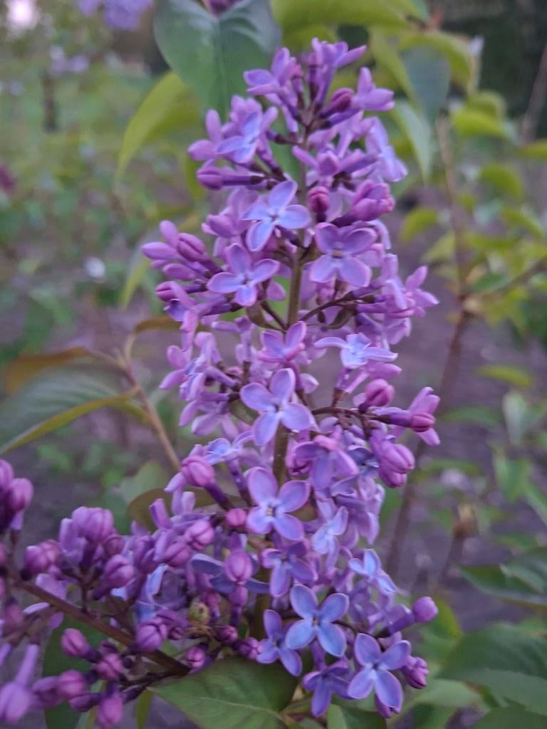 Sering (Syringa vulgaris) - Prachtige paarse bloemen, Volle zon, Vaste plant, Lente, Ophalen