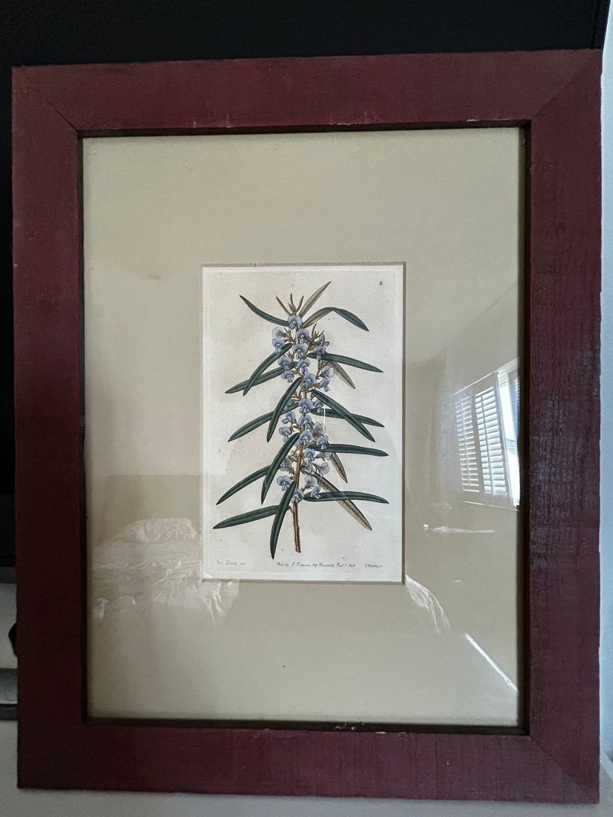 Botanische afbeelding, Ingelijst, 40 cm, 1950 - 1999, Overige technieken