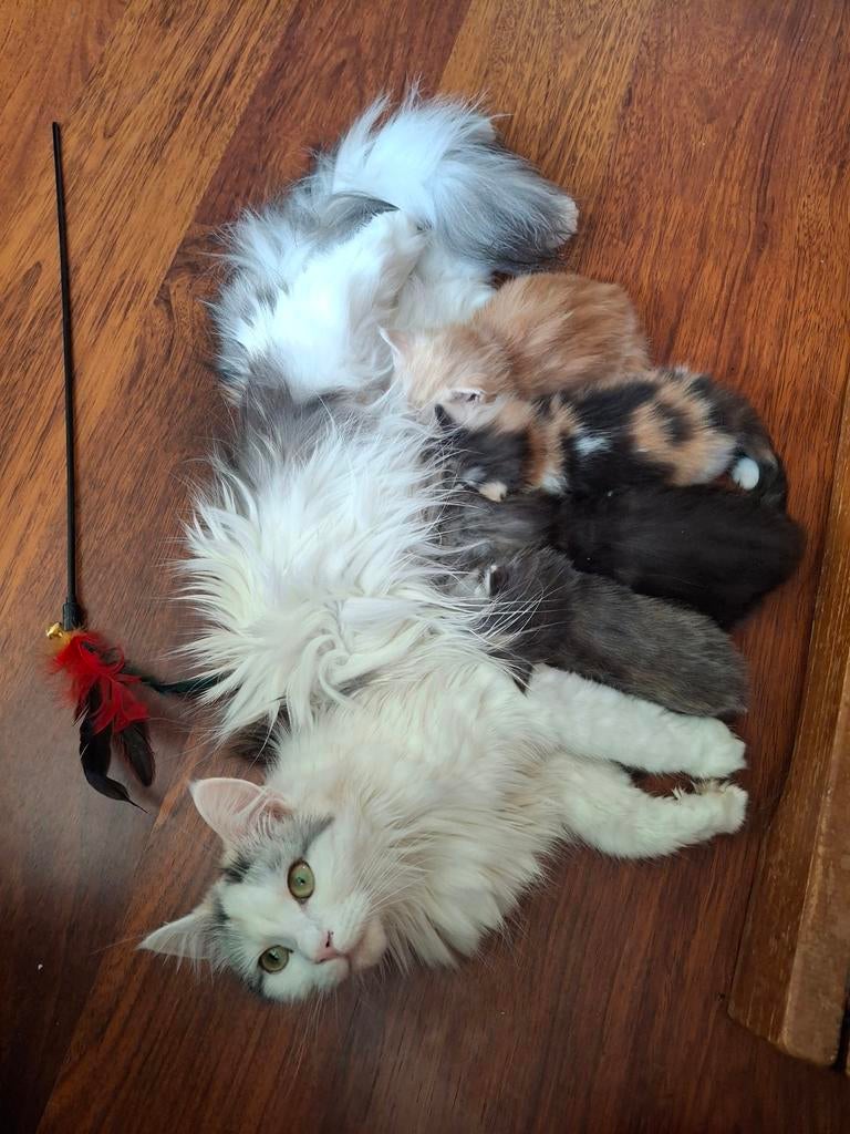 Maine coon / ragdoll kittens, Dieren en Toebehoren, Katten en Kittens | Raskatten | Langhaar, Meerdere dieren, Ontwormd, 0 tot 2 jaar