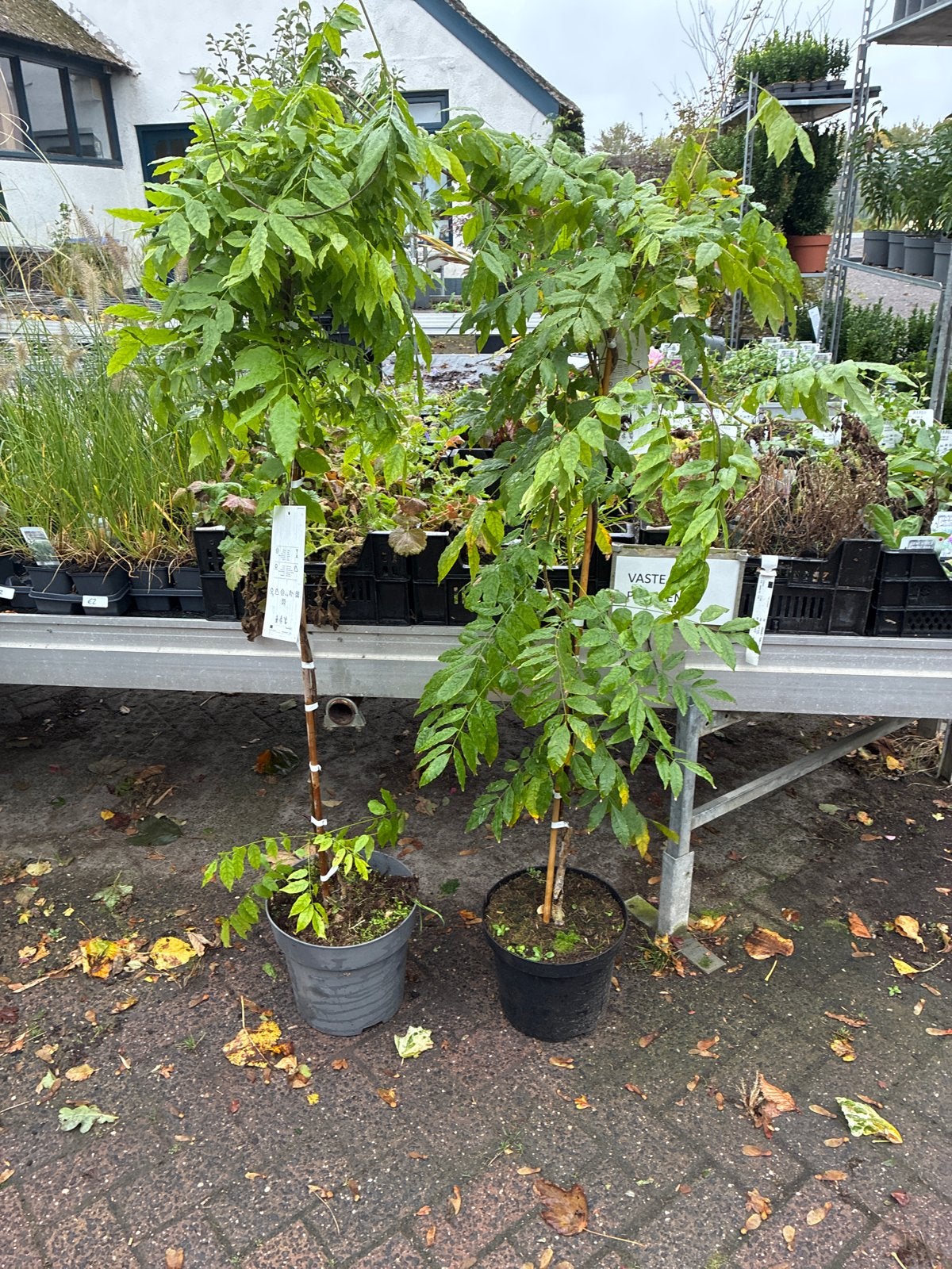 Witte regen (Wisteria sinensis 'Alba'), Ophalen, Volle zon, Vaste plant, Klimplanten