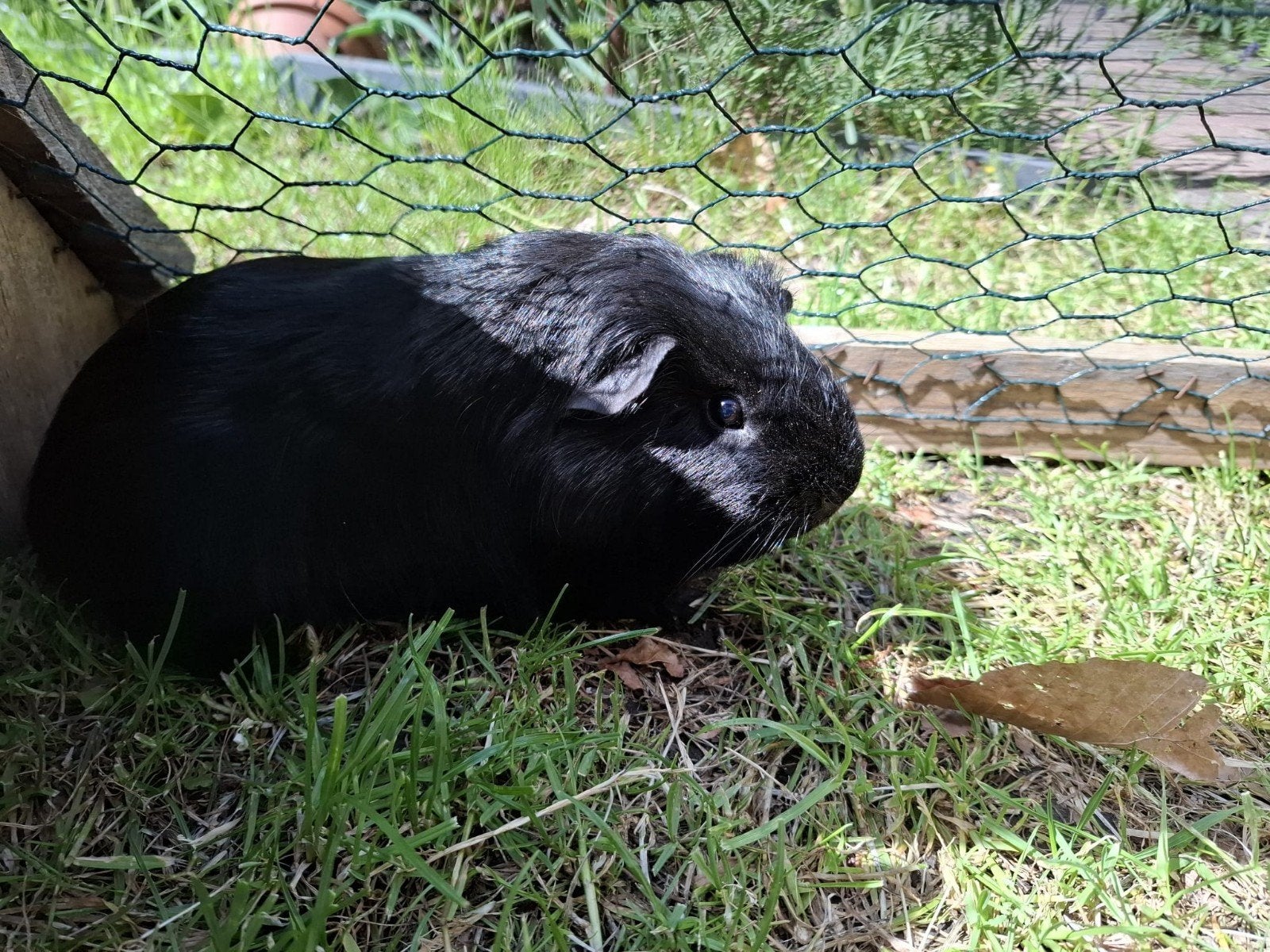Cavia beertje, December, Mannelijk, Cavia