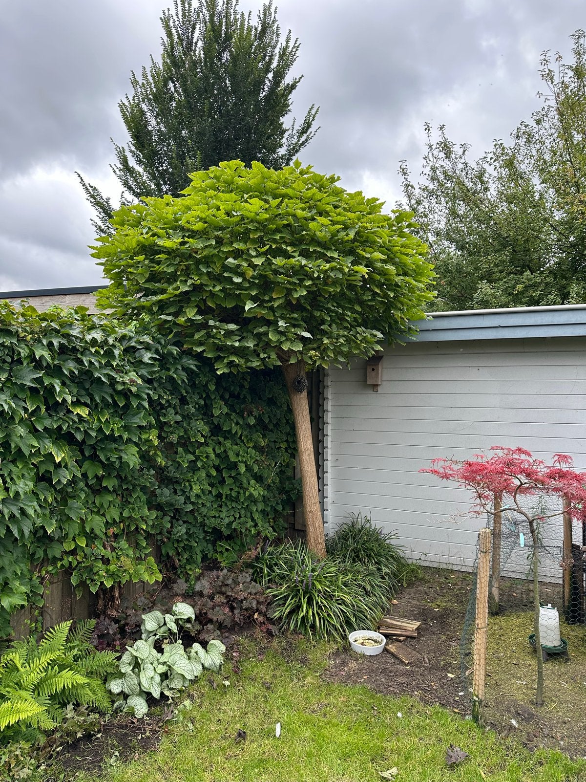 Volwassen Bolcatalpa, Tuin en Terras, 250 tot 400 cm, Zomer, Ophalen, Volle zon