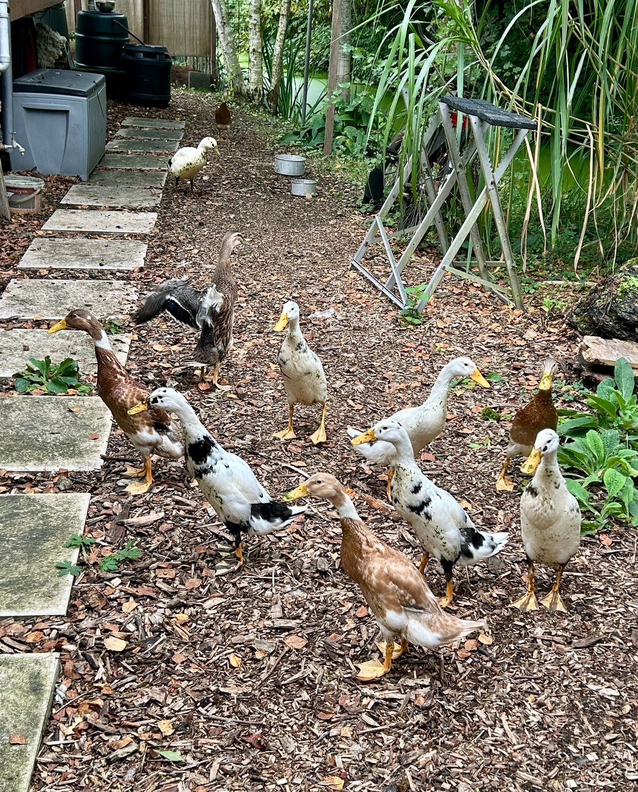 Jonge loopeenden, Dieren en Toebehoren, Meerdere dieren, Eend