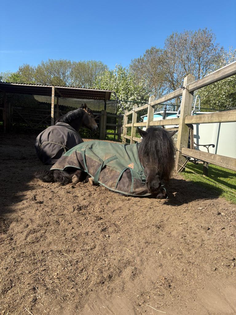 Stalling weidegang/ paddock gezocht omgeving Lith, Stalling