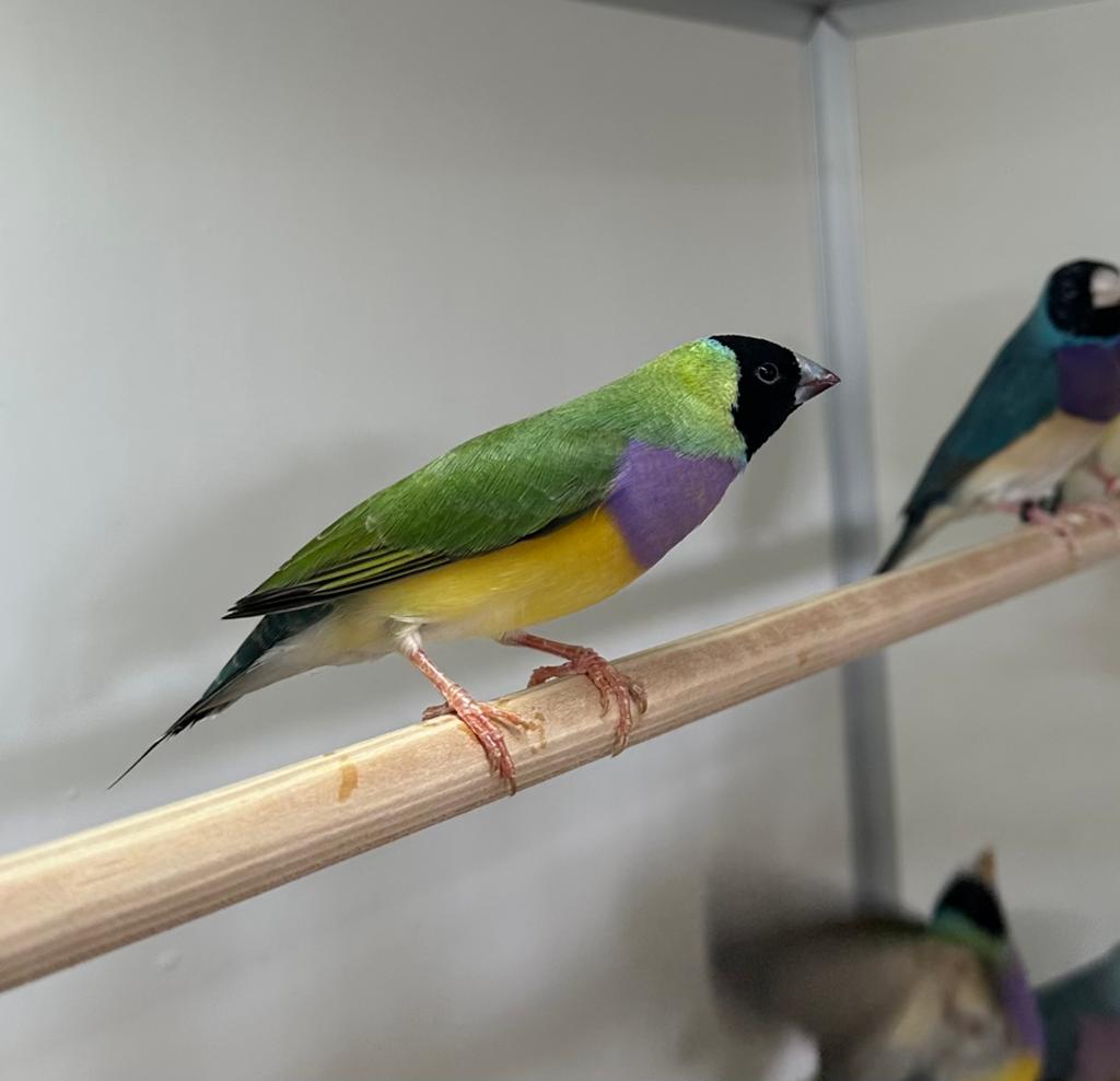 Gouldamadines paarsborst, Meerdere dieren