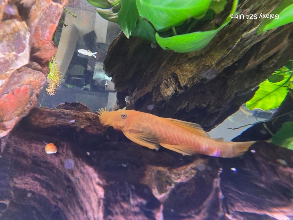 Ancistrus Lemon BE L144 Man - Locatie Munsterbilzen, Dieren en Toebehoren, Vissen | Aquariumvissen, Vis, Zoetwatervis, Schoolvis
