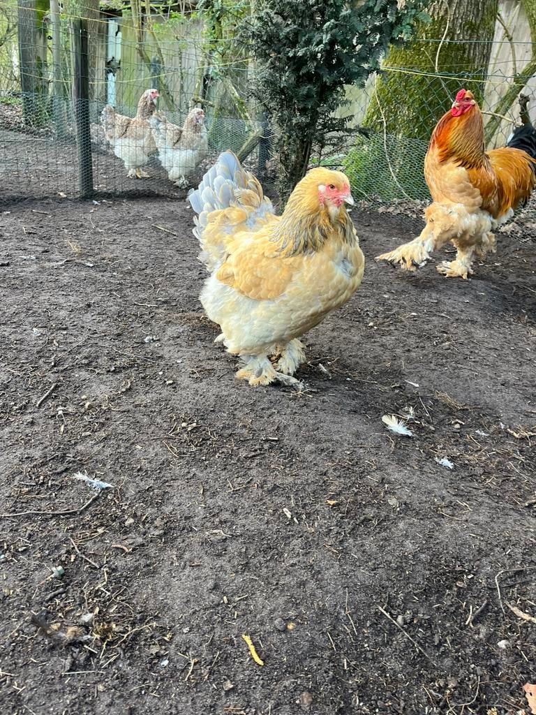 Broedeieren brahma groot, Geslacht onbekend, Kip