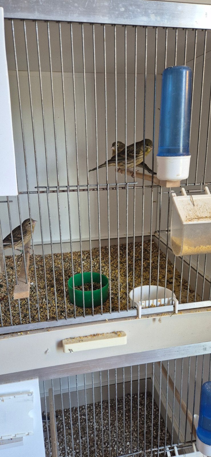 Timbrado kanarie's, Meerdere dieren