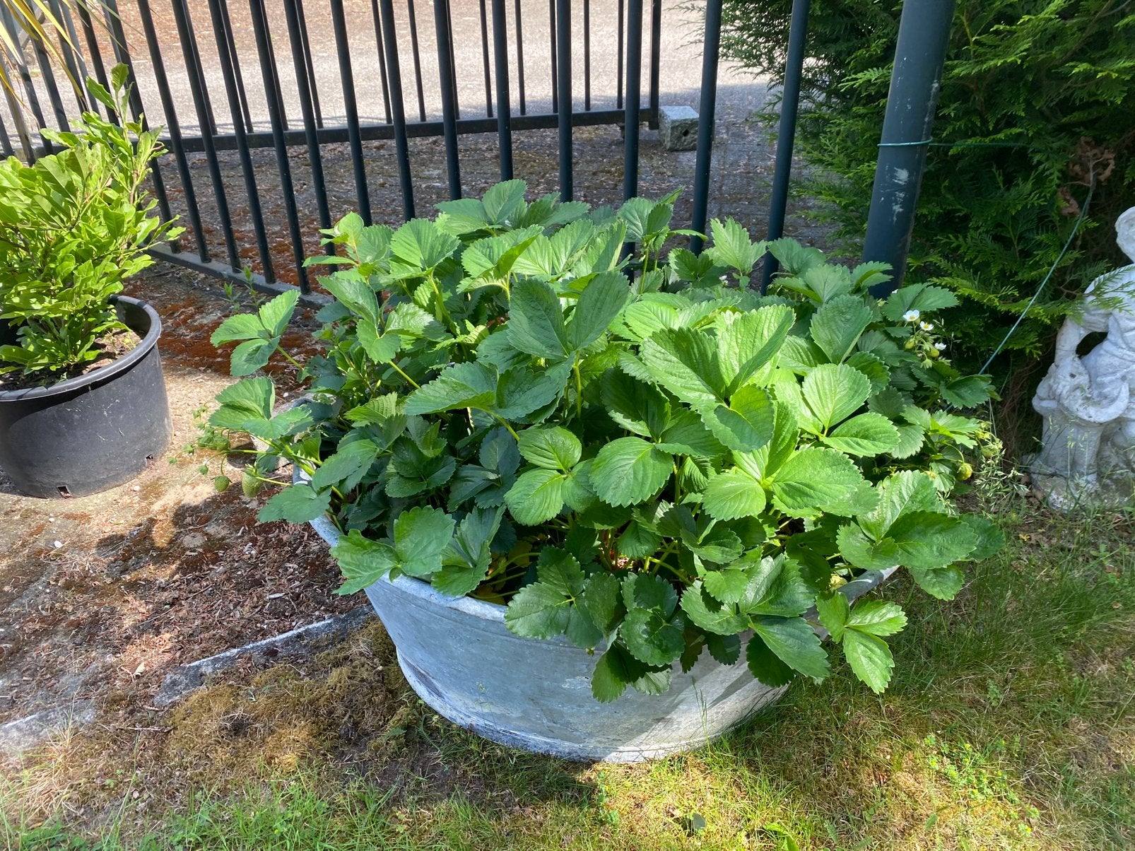 Prachtige zinken teil met aardbeien, Ophalen, Zo goed als nieuw, Metaal, 30 tot 60 cm