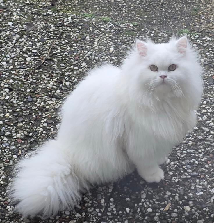 Radgoll dekkater 175 euro !!!!niet te koop!!!!!, Dieren en Toebehoren, Katten en Kittens | Overige Katten, Meerdere dieren