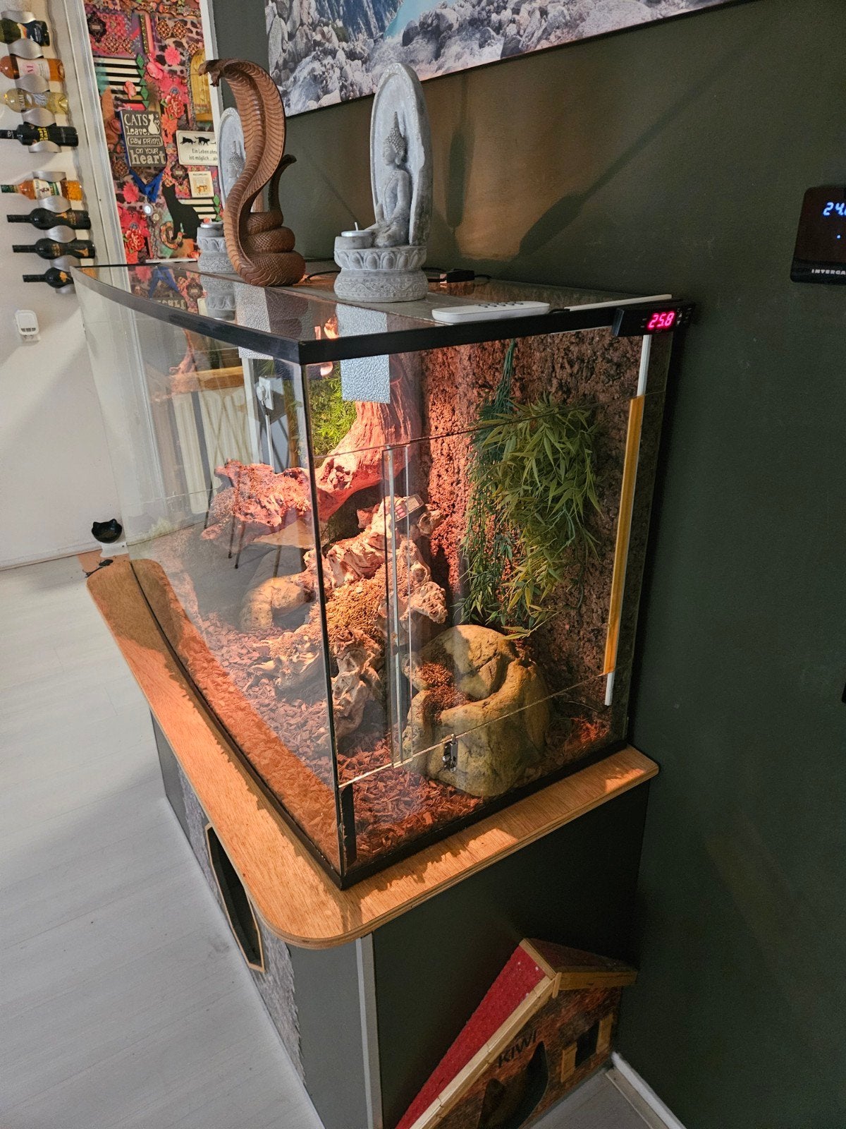 terrarium met koppel 3 jarige piebald koningspythons Ball Python photo 3