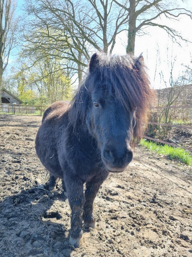 Twee Shetlanders ruintjes, Dieren en Toebehoren, Pony's, Ruin
