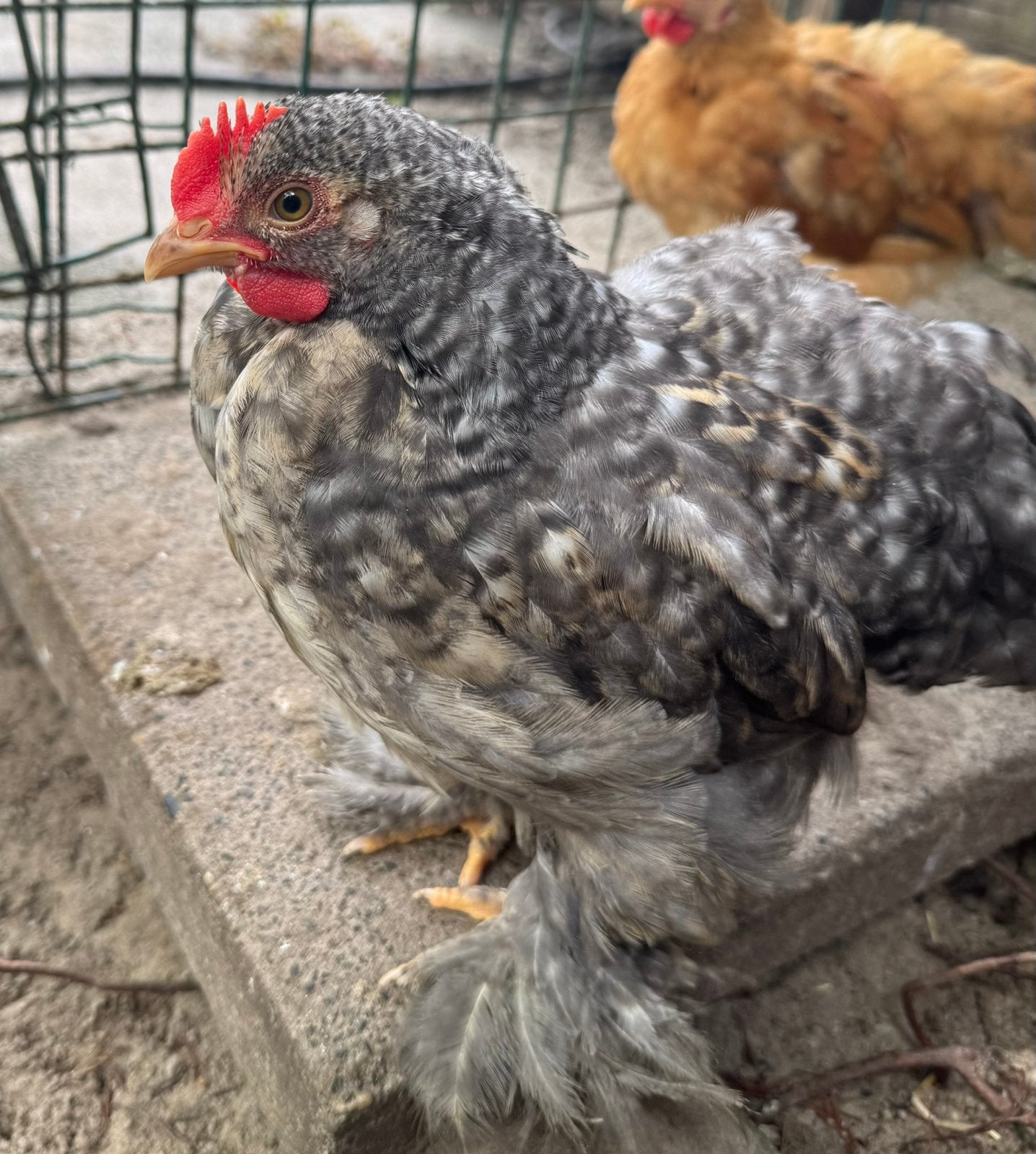 Tamme Cochin kriel haan 9 weken oud, Dieren en Toebehoren, Mannelijk, Kip