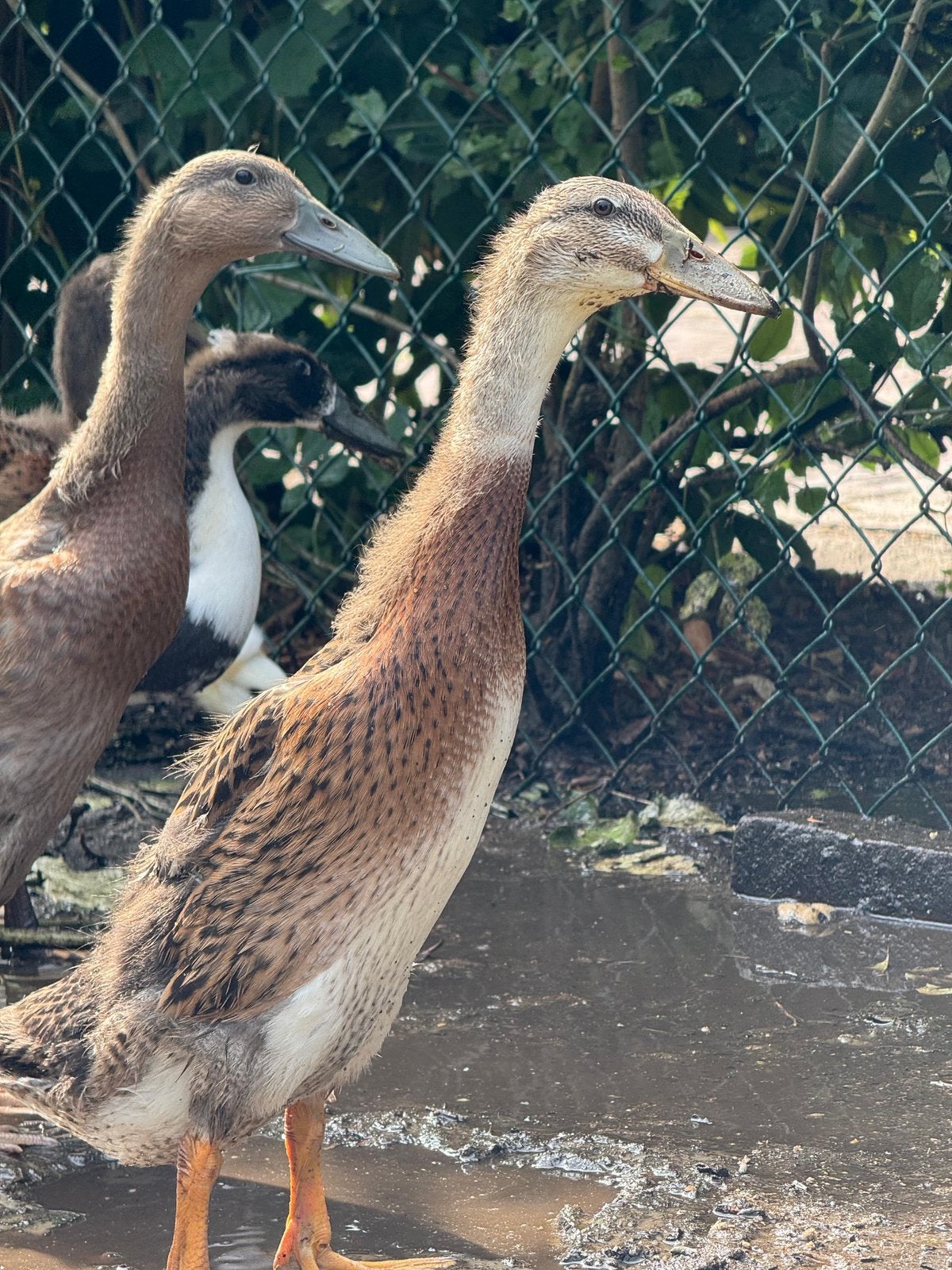 12 jonge Indische loopeenden – 5 weken oud, Dieren en Toebehoren, Pluimvee, Meerdere dieren, Eend