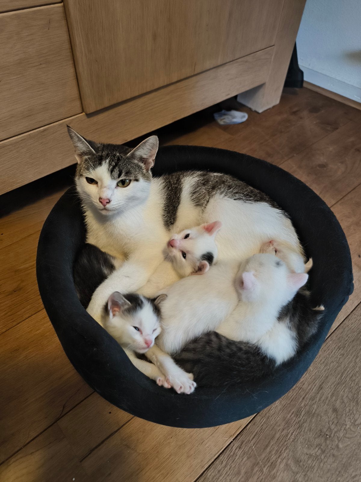 3 prachtige kittens, Dieren en Toebehoren, Meerdere dieren, 0 tot 2 jaar